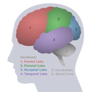 Corteccia cerebrale frontale - Lobi del cervello