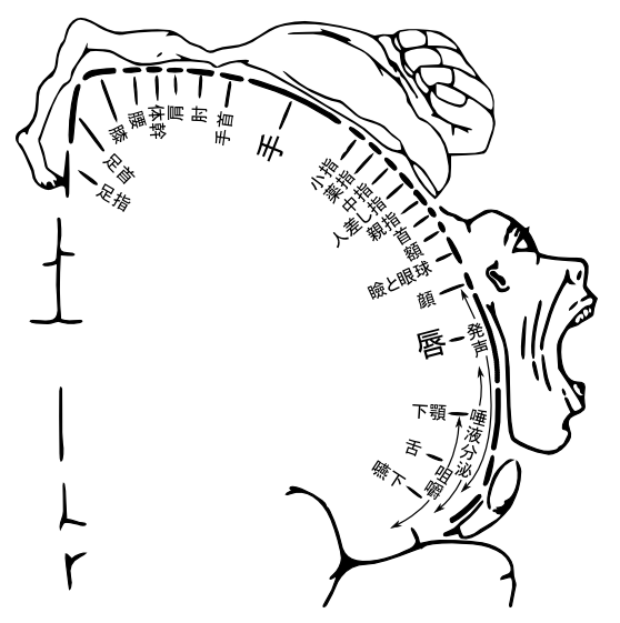 Homunculus motorio mappa