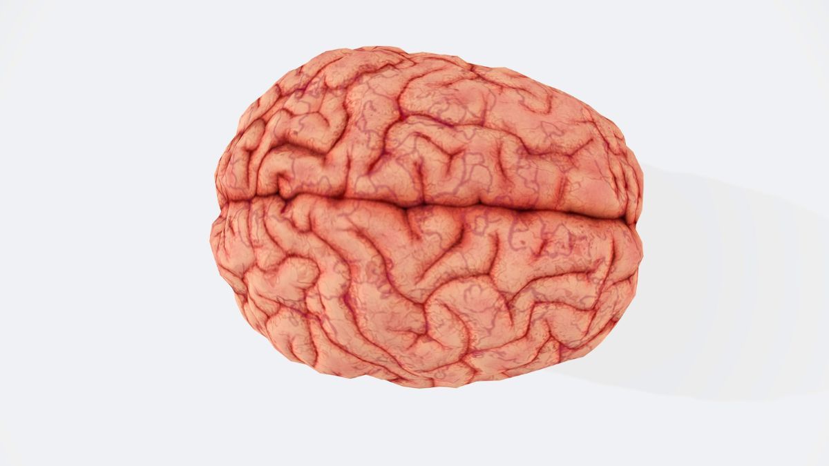 Corteccia cerebrale occipitale