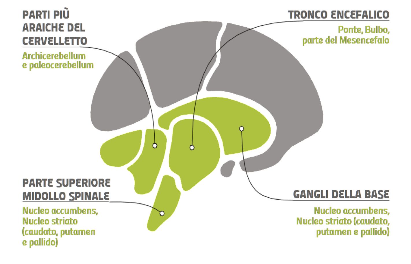 Cervello Rettile Istintivo