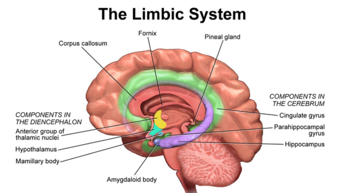 Sistema limbico