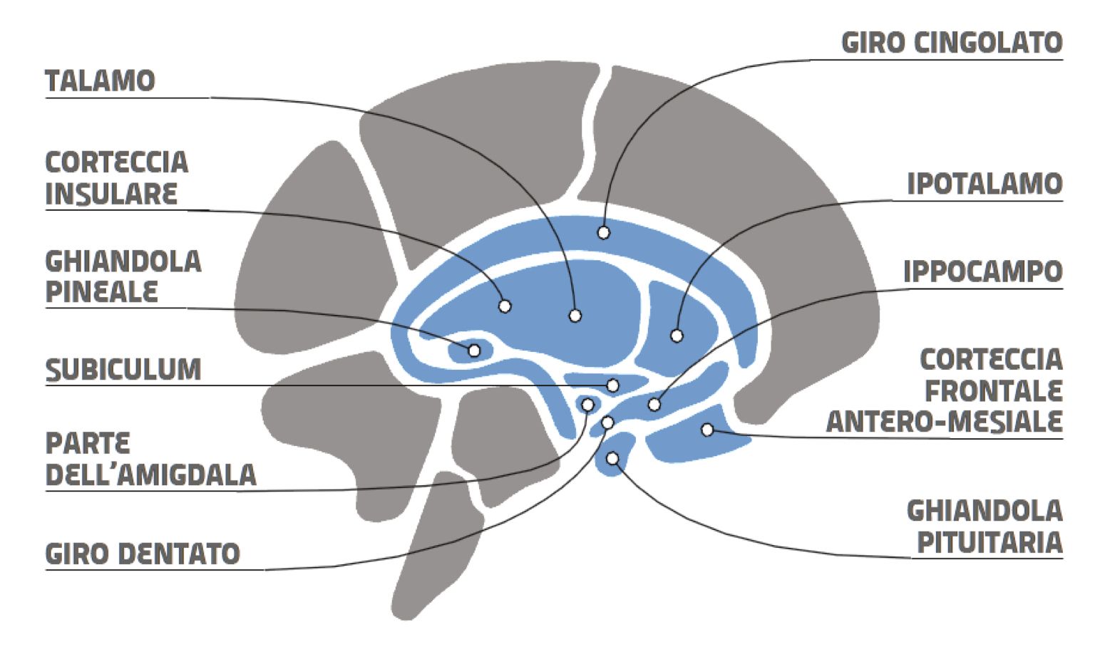 Cervello Limbico Emotivo