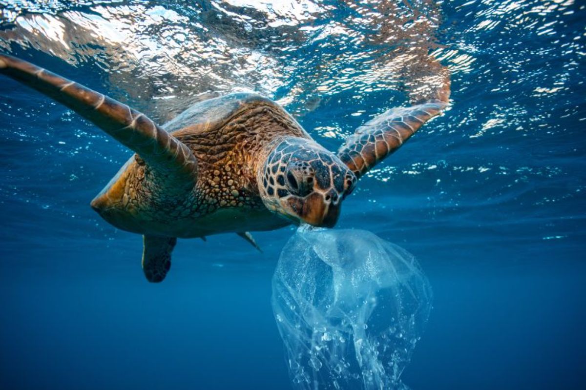 Salviamo il mediterraneo