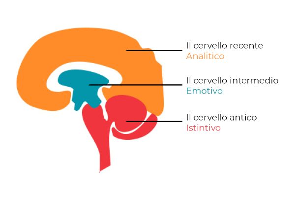 immagine del cervello tripartito