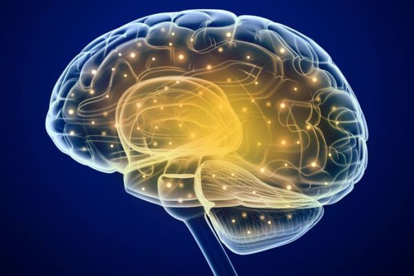 Illustrazione di un cervello