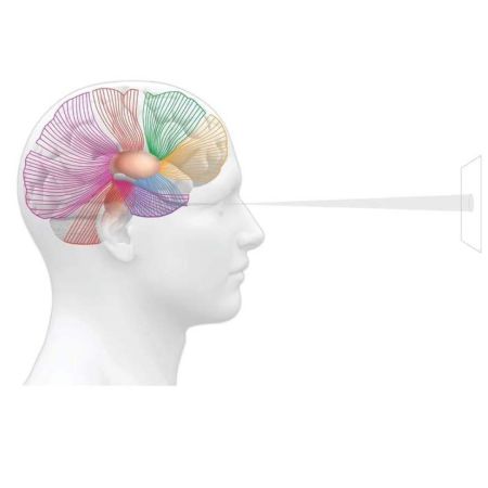 Immagine cervello