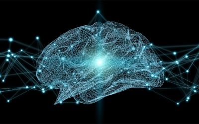 Le cellule che alimentano le decisioni